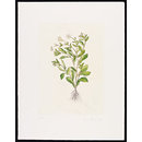 The History of Plants, according to women, children and students; Calendula Officinalis (Print)