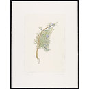The History of Plants, according to women, children and students; Juniperus Sabina (Print)
