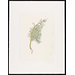 Print - The History of Plants, according to women, children and students; Juniperus Sabina