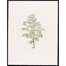 The History of Plants, according to women, children and students; Pastinaca Sativa (Print)