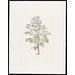 Print - The History of Plants, according to women, children and students; Pastinaca Sativa Print - The History of Plants, according to women, children and students; Pastinaca Sativa