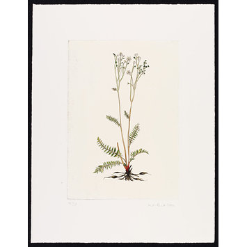 Print - The History of Plants, according to women, children and students; Aliperouia Vulgaris Print - The History of Plants, according to women, children and students; Aliperouia Vulgaris