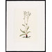 Print - The History of Plants, according to women, children and students; Aliperouia Vulgaris