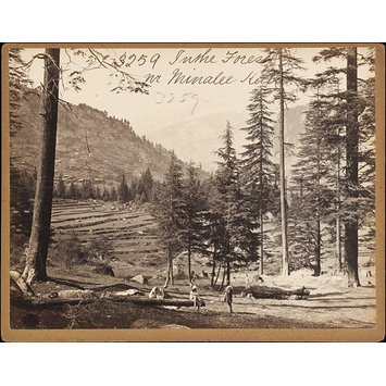 Photograph - In the Forest. Minalee Kulu Photograph - In the Forest. Minalee Kulu