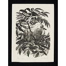 The Fledgling Dove (Print)