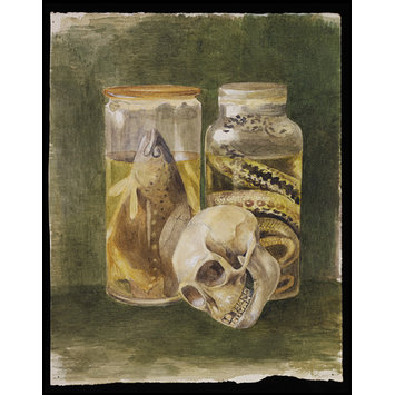 Drawing - Still life study of a pickled fish and snake with a human skull