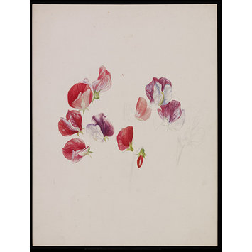 Drawing - Unfinished drawing of sweet pea blossoms