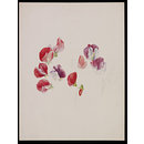 Drawing - Unfinished drawing of sweet pea blossoms