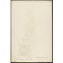 H Beard Print Collection (Silhouette) H Beard Print Collection (Silhouette)