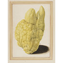 Citron; Digitated lemon; Citrus medica L. (Watercolour) Citron; Digitated lemon; Citrus medica L. (Watercolour)