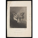 Fox's Head (Print) Fox's Head (Print)