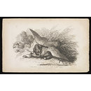 The Fox The Heron And The Eel (Print) The Fox The Heron And The Eel (Print)