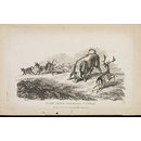 Tame Deer Pursuing Cattle. (Print) Tame Deer Pursuing Cattle. (Print)