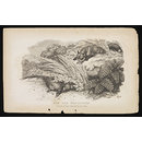 Fox And Pheasants. (Print) Fox And Pheasants. (Print)