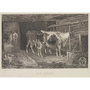 Cow House. (Print)