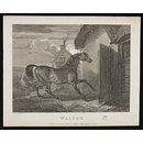 WALTON (Print) WALTON (Print)
