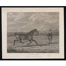 FLYING KATE (Print)