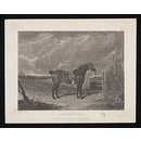 A Favourite Cob (Print)