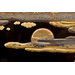 Chest - The Mazarin Chest Chest - The Mazarin Chest