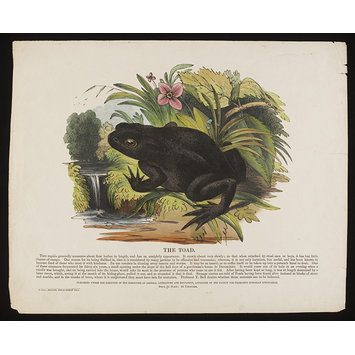 Print - The Toad Print - The Toad
