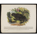 Print - The Toad Print - The Toad