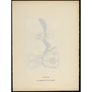 H Beard Print Collection (Print)