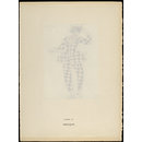 H Beard Print Collection (Print)