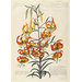 Watercolour - American Turk's-cap lily (Lilium superbum)