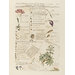 Print - Characters of flowers (Characteris plantarum); Plantae et Paliliones Rariores; Abutilon; Convolvulus arvensis; Alsine; Iris Print - Characters of flowers (Characteris plantarum); Plantae et Paliliones Rariores; Abutilon; Convolvulus arvensis; Alsine; Iris