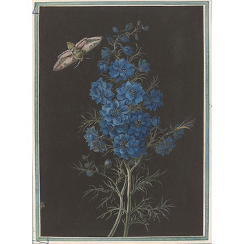 Drawings - A delphinium and a moth, bodycolour on black prepared paper Drawings - A delphinium and a moth, bodycolour on black prepared paper