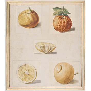 Drawing - Citrus sp.