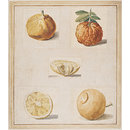 Drawing - Citrus sp.