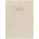 Lemon blossom. Capri (Drawing)