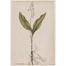 Lily of the valley and pinks (Watercolour)