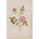 Two dog roses on a stem and a lackey moth caterpillar (Watercolour)
