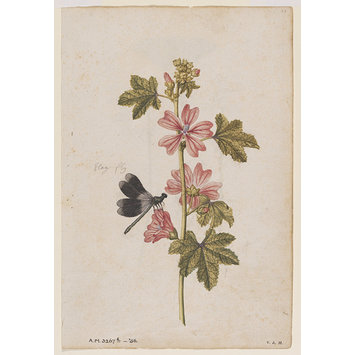 Watercolour - A Common Mallow and a Damselfly; Snowdrops with a Lady Butterfly