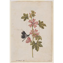 A Common Mallow and a Damselfly; Snowdrops with a Lady Butterfly (Watercolour)
