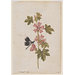 Watercolour - A Common Mallow and a Damselfly; Snowdrops with a Lady Butterfly