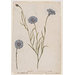 Watercolour - Cornflower; Corn cockle