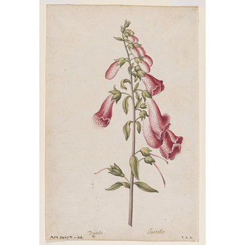 Watercolour - Foxglove Watercolour - Foxglove