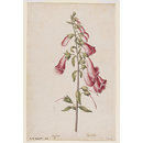 Foxglove (Watercolour)