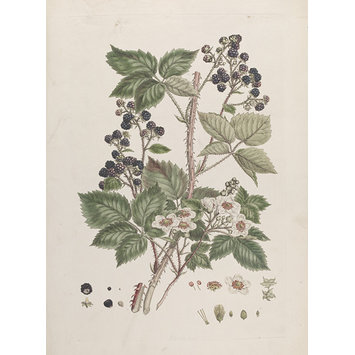 Print - Rubus rosaceae Weihe; Blackberry; Illustration of the Sexual System of Linnaeus Print - Rubus rosaceae Weihe; Blackberry; Illustration of the Sexual System of Linnaeus