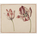 Tulips (Watercolour) Tulips (Watercolour)