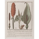 Cuckoo Pint; Arum maculatum L.; Herbier de la France (Print)