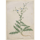 Chicory (Cichorium intybus) (Drawing) Chicory (Cichorium intybus) (Drawing)