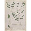Lesser Periwinkle; Vinca Minor L. (Drawing) Lesser Periwinkle; Vinca Minor L. (Drawing)