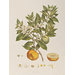 Print - Citrus