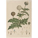 Print - Globe flower