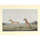 Painting - Two dogs in the compound of a Calcutta house