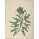 Painting - A branch of a mango tree ('Mangifera Indica') bearing unripe fruits